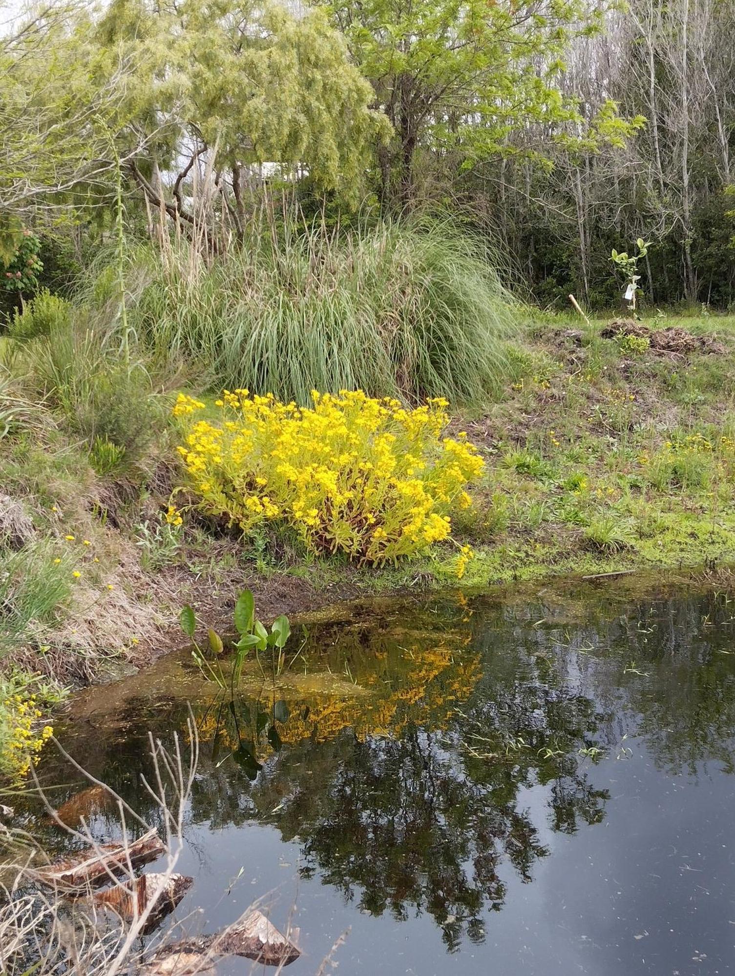 Pilmaiquen Riachuelo